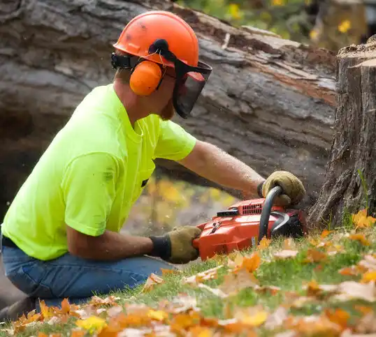 tree services Fayette